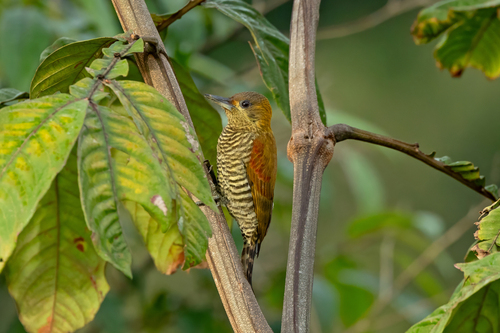 Red-stained Woodpecker