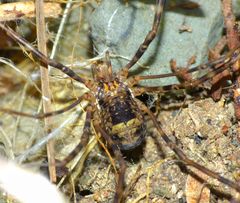 Forsteropsalis marplesi