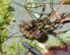 Forsteropsalis marplesi