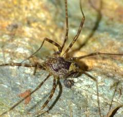 Forsteropsalis marplesi