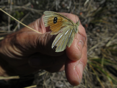 Argyrophenga janitae