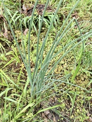 Allium oleraceum