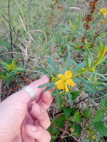 sun opener (Heimia salicifolia)
