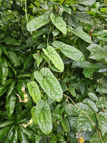 Aristolochia arcuata, photograph 1