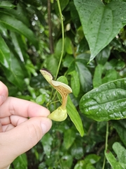 Aristolochia arcuata, photograph Celso Henrique Varela Rios, CC BY, iNaturalist via GBIF