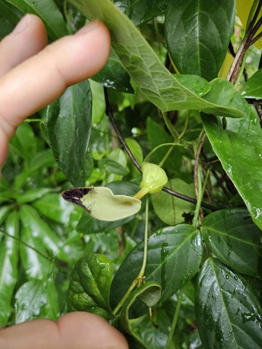 Aristolochia arcuata, photograph 3