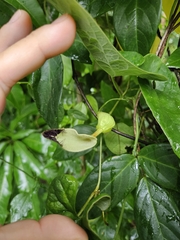 Aristolochia arcuata, photograph Celso Henrique Varela Rios, CC BY, iNaturalist via GBIF