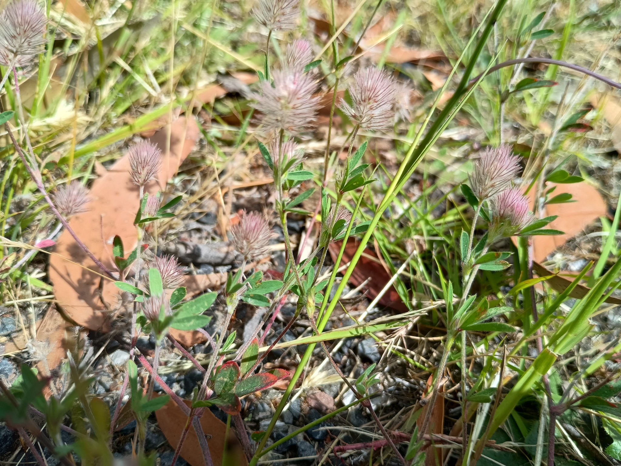 Hare's-Foot Clover (Trifolium arvense)
