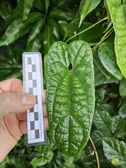 Aristolochia arcuata, photograph Celso Henrique Varela Rios, CC BY, iNaturalist via GBIF