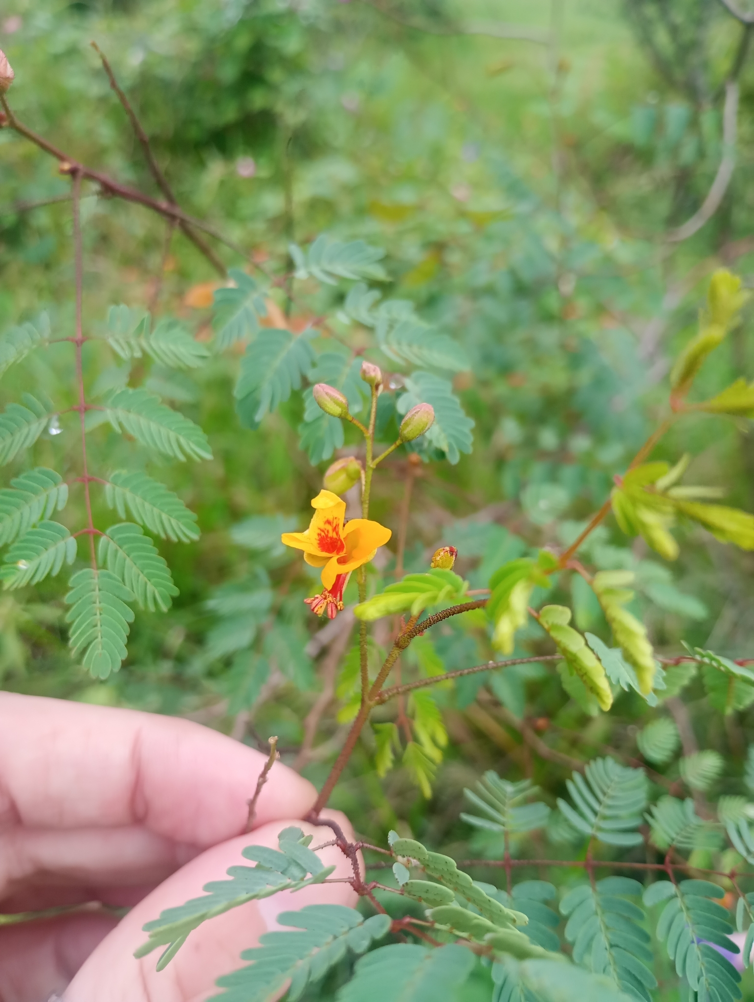 Arquita trichocarpa
