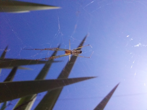 Leucauge argyra