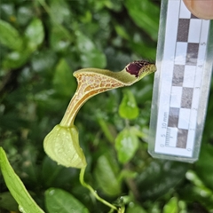 Aristolochia arcuata