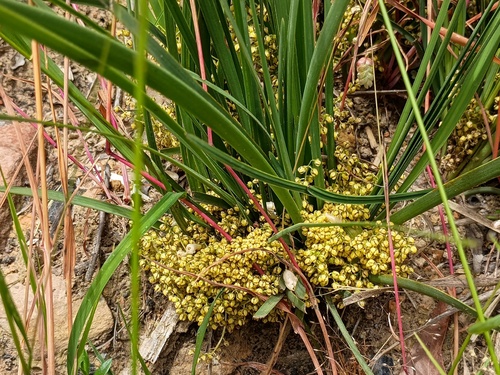 wattle mat-rush (Lomandra filiformis)