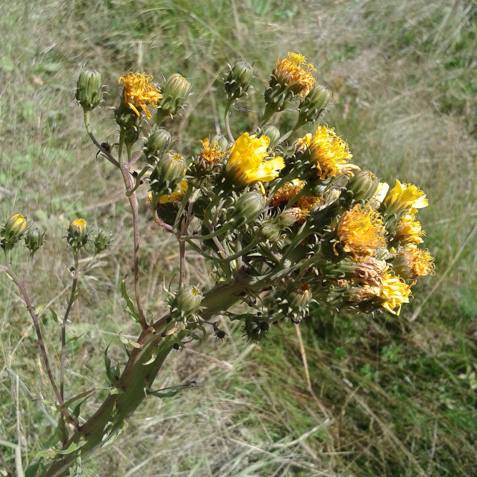 Hawkweed Oxtongue (Picris hieracioides)
