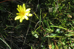 Microseris scapigera