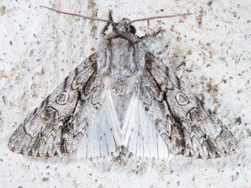 Acronicta atristrigatus Smith, 1900