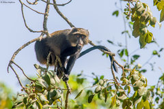 Cercopithecus mitis albogularis