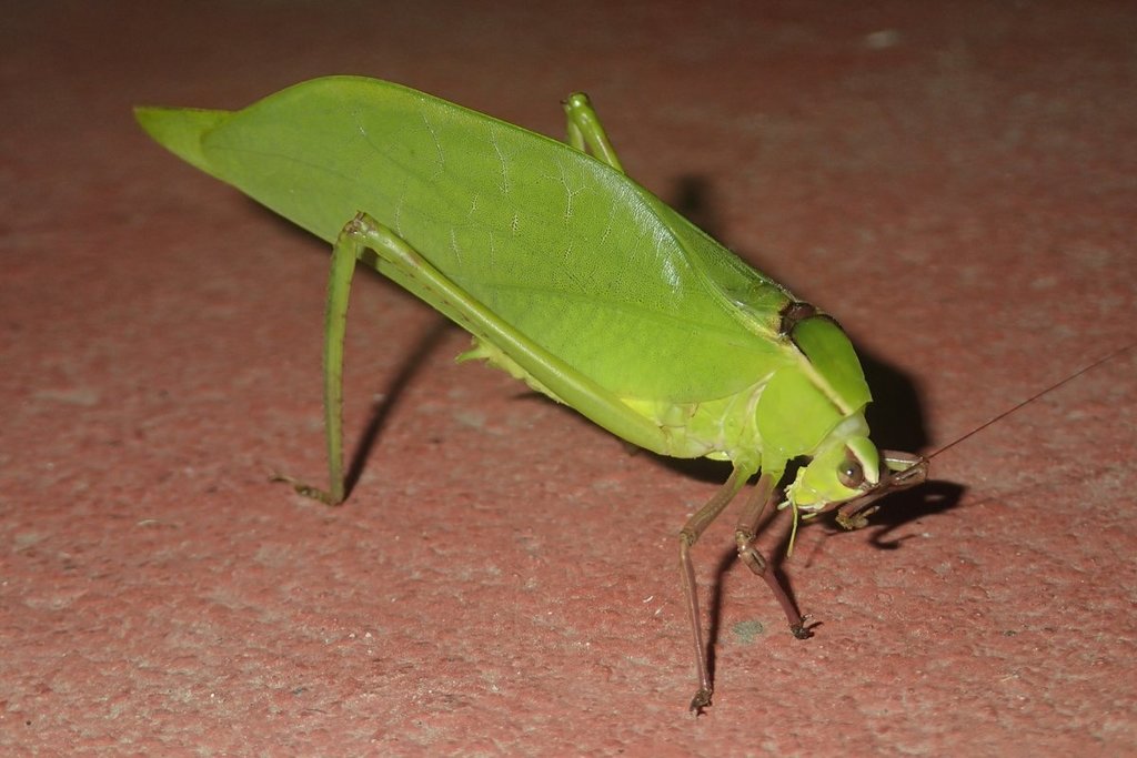 Neotropical Giant Katydids