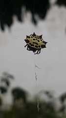 Gasteracantha cancriformis