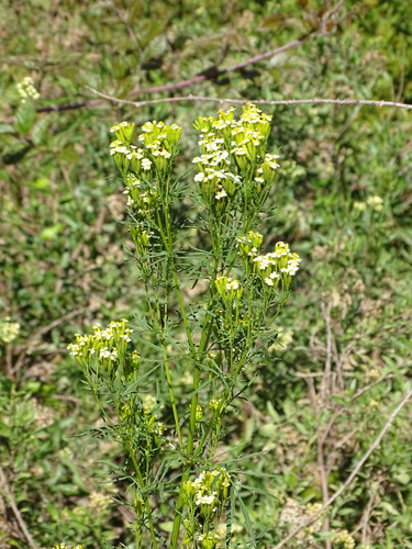 Muster John Henry (Tagetes minuta)