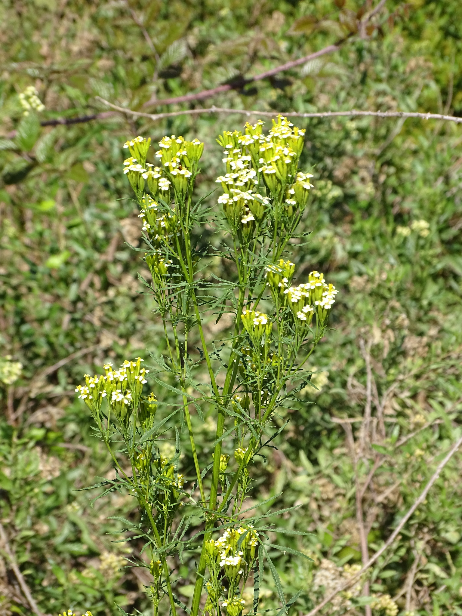 Muster John Henry (Tagetes minuta)