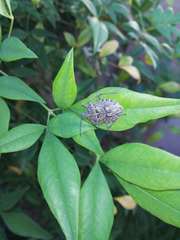 Peltasticus punctatus