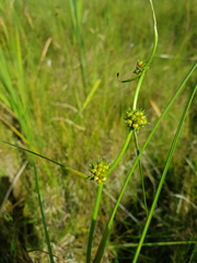 Sparganium subglobosum