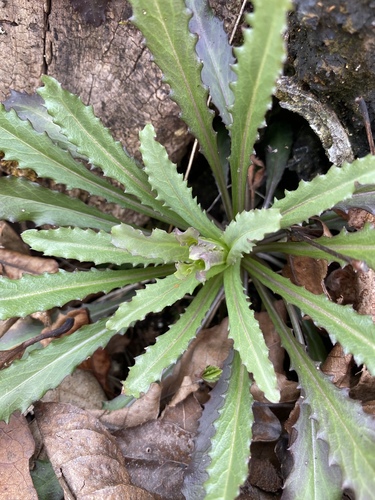 Smooth Borodinia (Borodinia laevigata)
