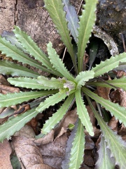 Smooth Borodinia (Borodinia laevigata)