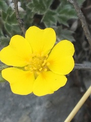 Potentilla subvahliana