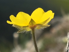 Potentilla subvahliana