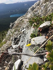 Potentilla subvahliana