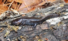 Ambystoma talpoideum
