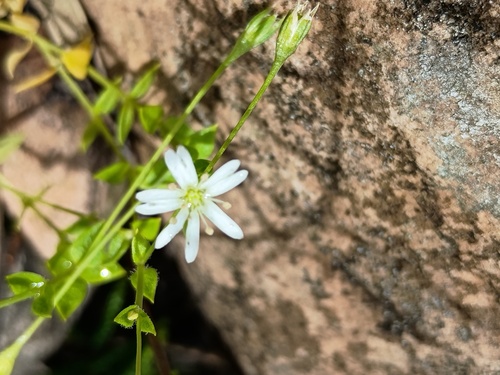 Forest Starwort (Stellaria flaccida)