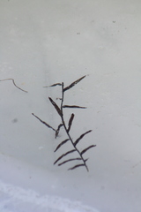 Potamogeton robbinsii