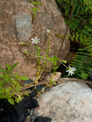 Stellaria flaccida, photograph 2