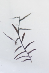 Potamogeton robbinsii