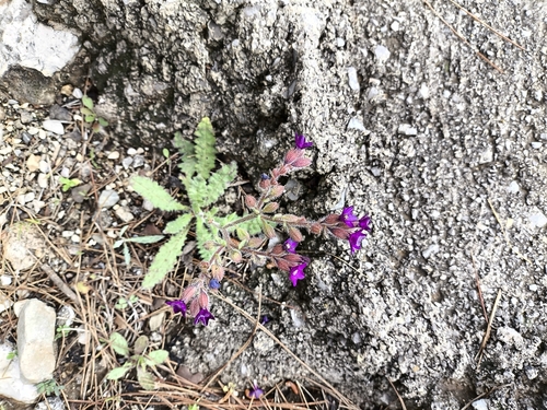 Undulated Bugloss (Anchusa hybrida)