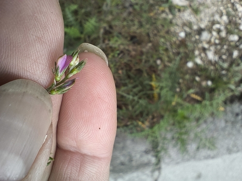Cockscomb Sainfoin (Onobrychis caput)