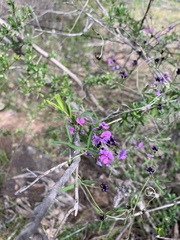 Glycine rubiginosa