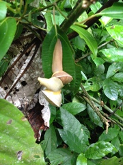 Parthena acutangula