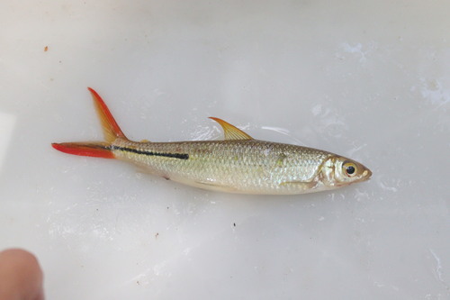 Slender hemiodus (Hemiodus gracilis) — Hemiodontidae — 3