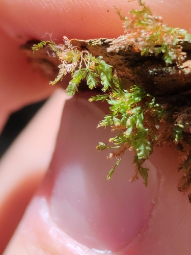 Luminous Moss (Schistostega pennata)