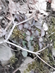 Micranthes virginiensis