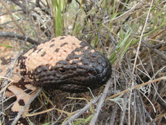 Heloderma suspectum cinctum
