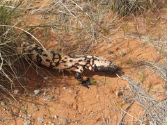 Heloderma suspectum cinctum