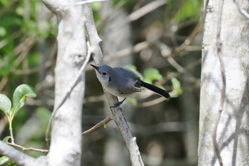Cuban Gnatcatcher (Polioptila lembeyei), photo 4