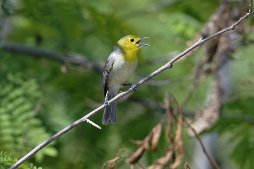 Oriente Warbler (Teretistris fornsi), photo 4
