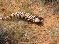 Heloderma suspectum cinctum