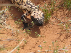 Heloderma suspectum cinctum